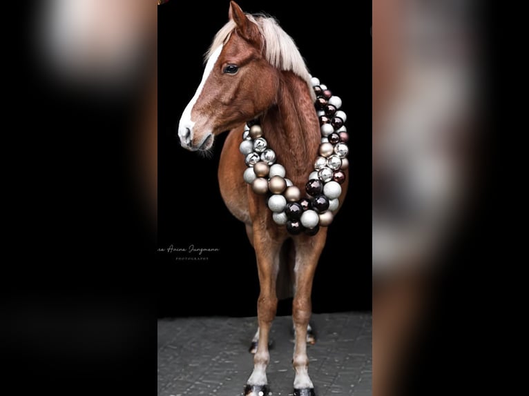 German Riding Pony Gelding 7 years 14.1 hh Chestnut-Red in Preußisch Oldendorf