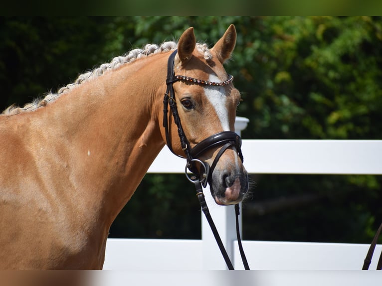 German Riding Pony Gelding 7 years 14.1 hh Palomino in Dätgen
