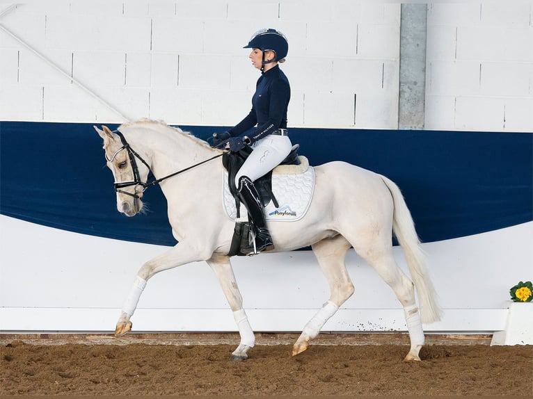 German Riding Pony Gelding 7 years 14,1 hh Palomino in Marsberg