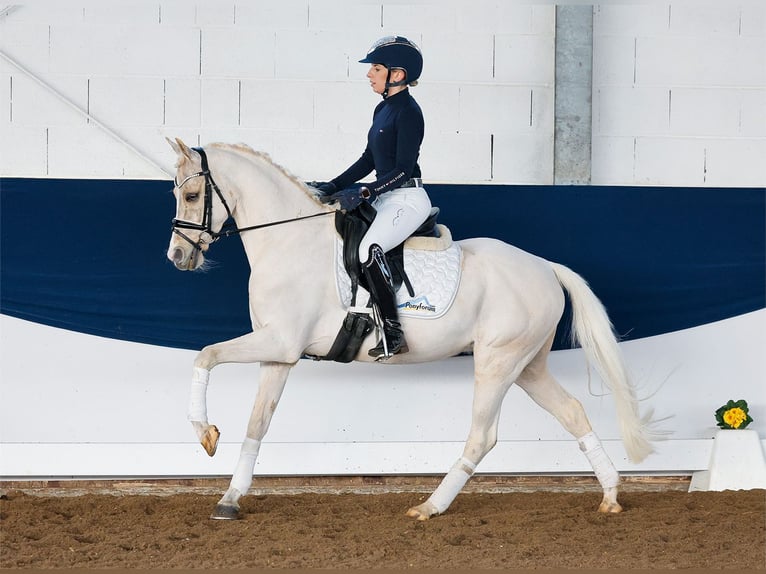 German Riding Pony Gelding 7 years 14,1 hh Palomino in Marsberg