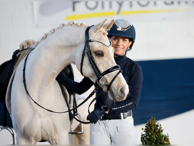 German Riding Pony Gelding 7 years 14,1 hh Palomino in Marsberg