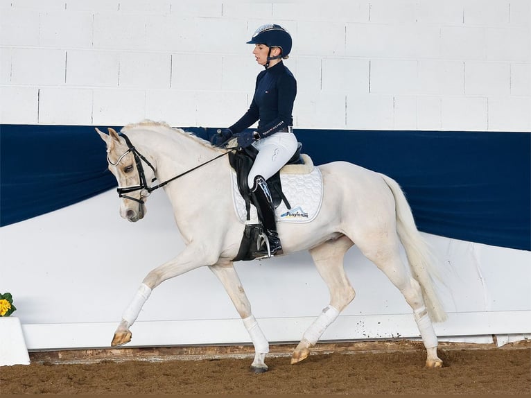 German Riding Pony Gelding 7 years 14,1 hh Palomino in Marsberg