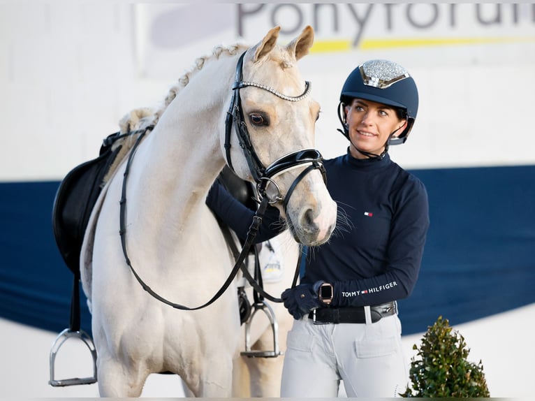 German Riding Pony Gelding 7 years 14,1 hh Palomino in Marsberg