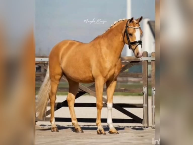German Riding Pony Gelding 7 years 14,1 hh Palomino in Hohne