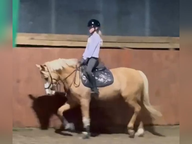 German Riding Pony Gelding 7 years 14,1 hh Palomino in Hohne