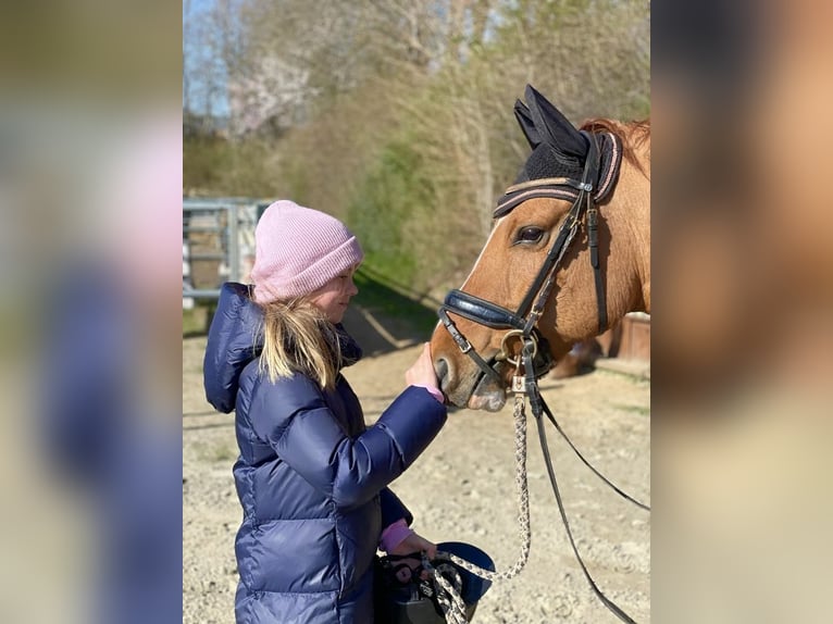 German Riding Pony Gelding 7 years 14,1 hh Red Dun in Reher