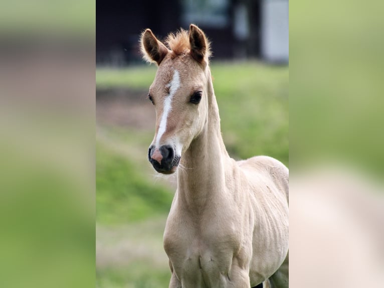 German Riding Pony Gelding 7 years 14,1 hh Red Dun in Reher