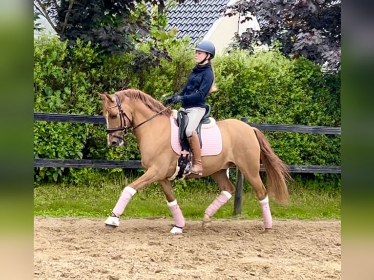 German Riding Pony Gelding 7 years 14,1 hh Red Dun in Reher