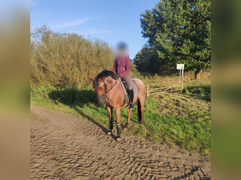 German Riding Pony Gelding 7 years 14,1 hh Roan-Bay in Schenefeld