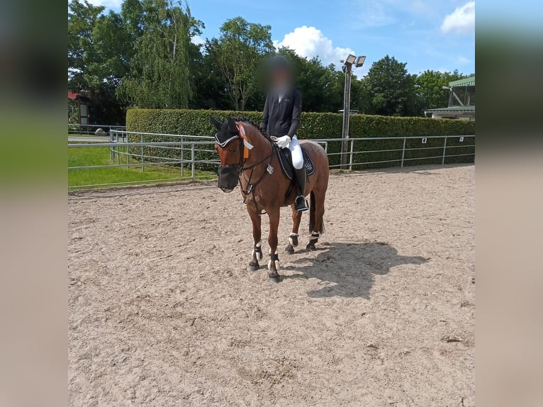 German Riding Pony Gelding 7 years 14,1 hh Roan-Bay in Schenefeld