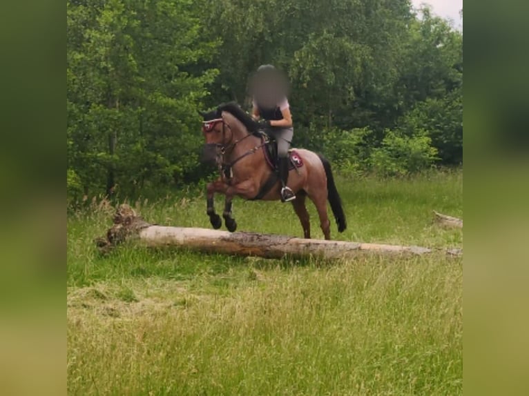 German Riding Pony Gelding 7 years 14,1 hh Roan-Bay in Schenefeld