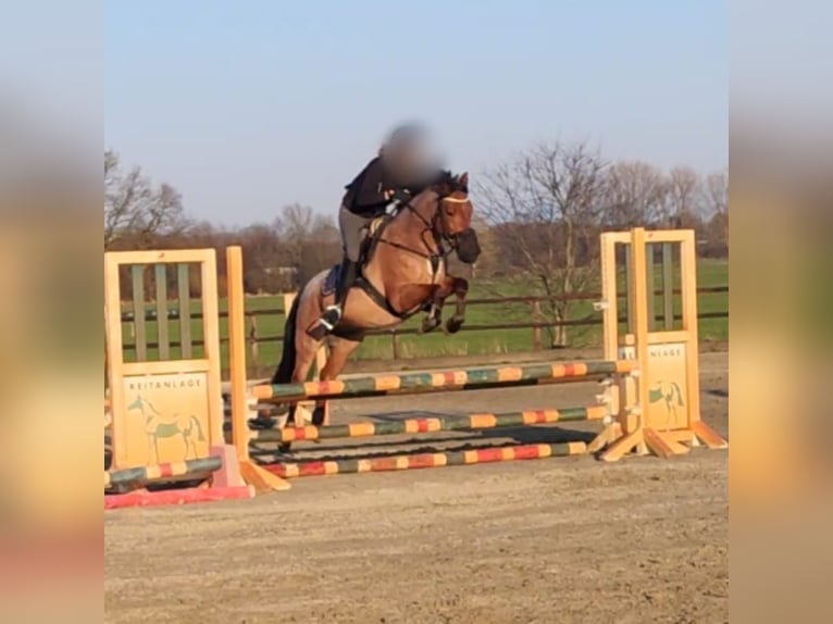 German Riding Pony Gelding 7 years 14,1 hh Roan-Bay in Schenefeld