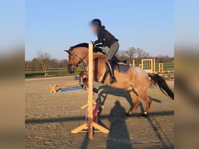 German Riding Pony Gelding 7 years 14,1 hh Roan-Bay in Schenefeld