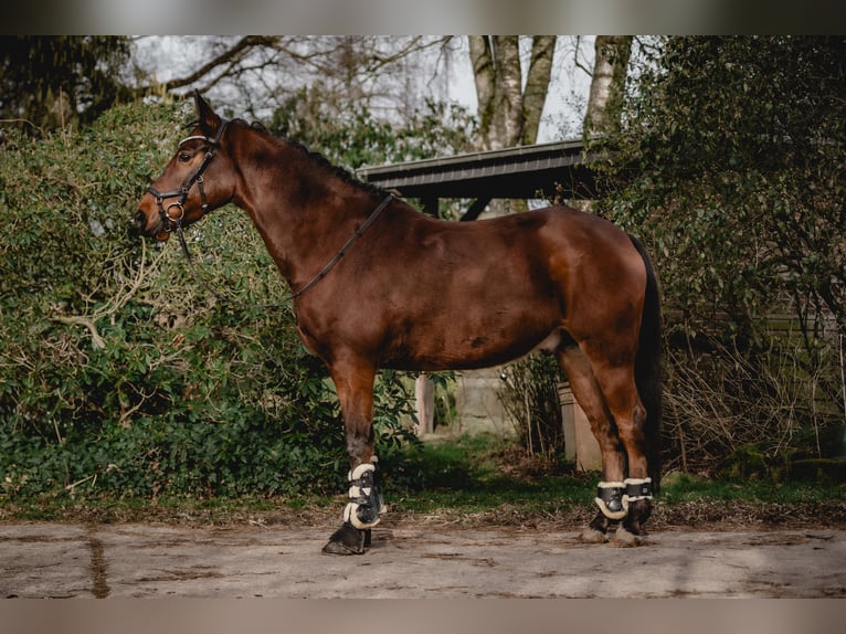 German Riding Pony Gelding 7 years 14.2 hh Brown in Kirchlengern