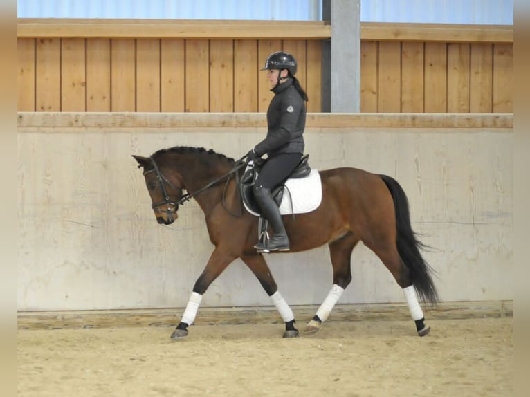 German Riding Pony Gelding 7 years 14,2 hh Brown in Wellheim