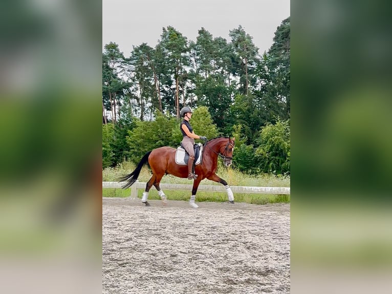 German Riding Pony Gelding 7 years 14,2 hh Brown in Regensburg