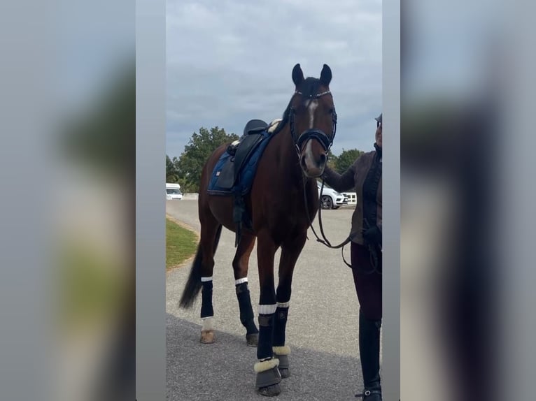 German Riding Pony Gelding 7 years 14,2 hh Brown in Regensburg