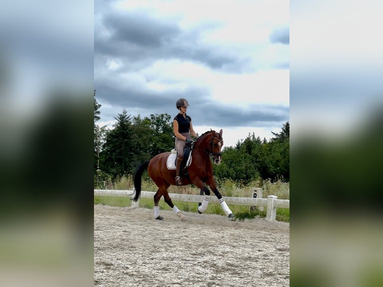 German Riding Pony Gelding 7 years 14,2 hh Brown in Regensburg