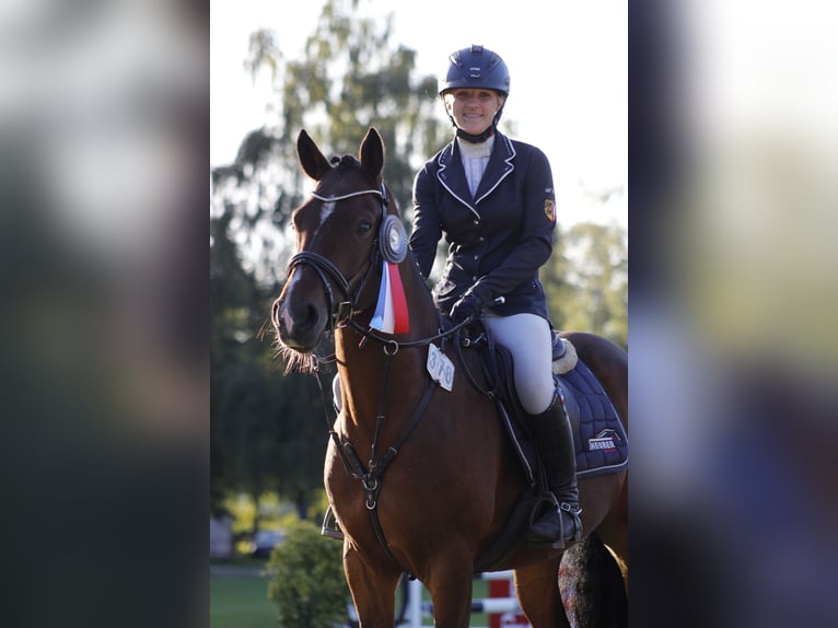 German Riding Pony Gelding 7 years 14.2 hh Brown in Siezbüttel