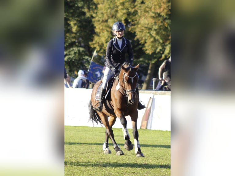 German Riding Pony Gelding 7 years 14.2 hh Brown in Siezbüttel