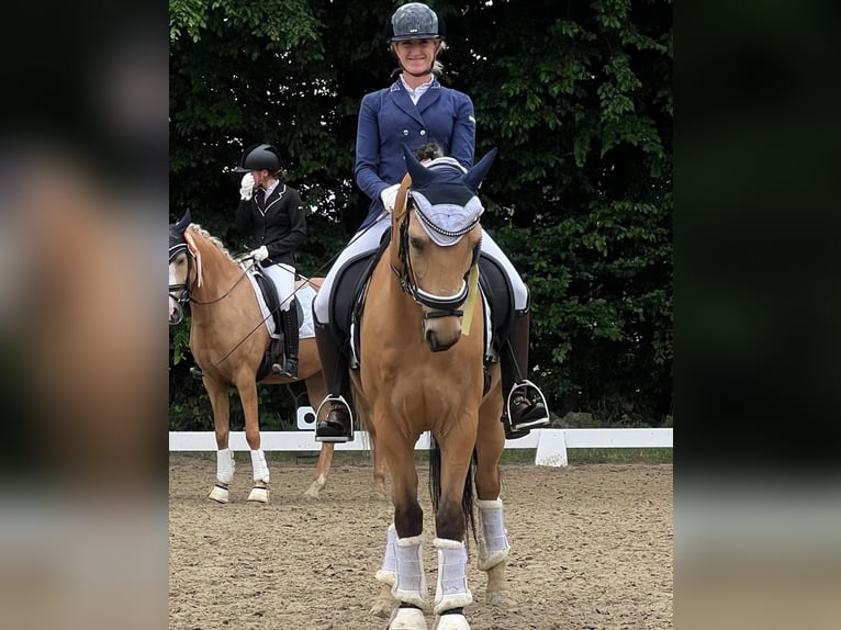 German Riding Pony Gelding 7 years 14,2 hh Buckskin in Essen