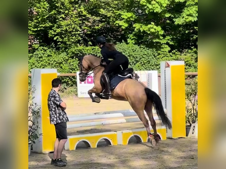 German Riding Pony Gelding 7 years 14,2 hh Buckskin in Essen