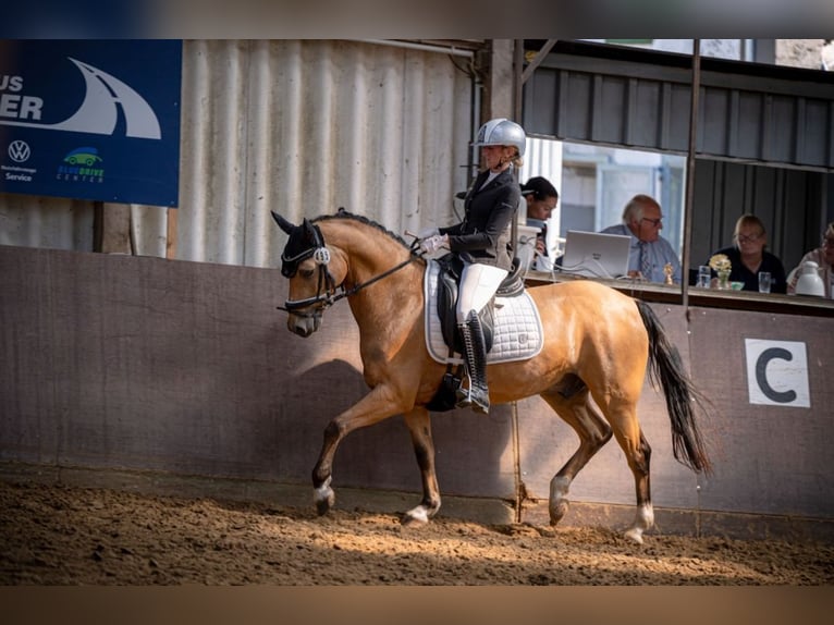 German Riding Pony Gelding 7 years 14,2 hh Buckskin in Essen