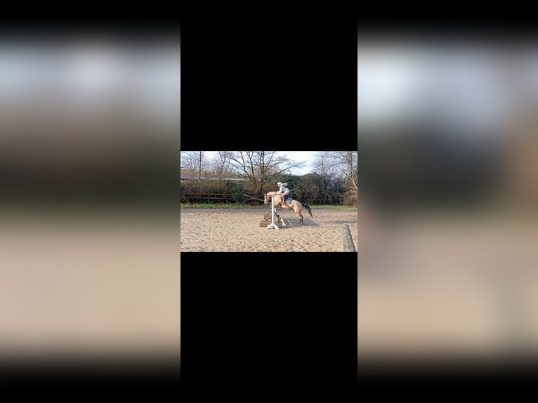 German Riding Pony Gelding 7 years 14,2 hh Buckskin in Essen