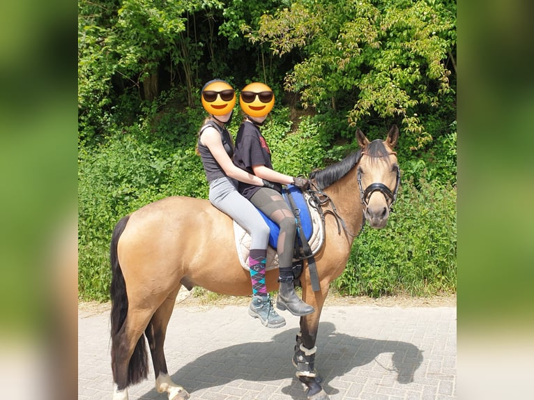 German Riding Pony Gelding 7 years 14,2 hh Buckskin in Wuppertal