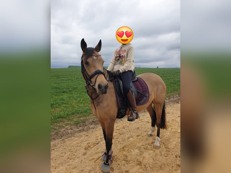 German Riding Pony Gelding 7 years 14,2 hh Buckskin in Wuppertal