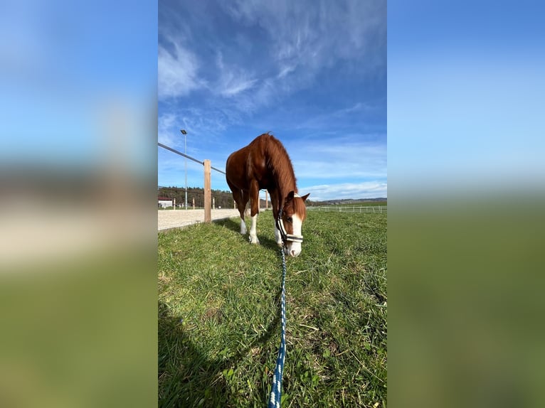 German Riding Pony Gelding 7 years 14,2 hh Chestnut-Red in Aesch (Neftenbach)