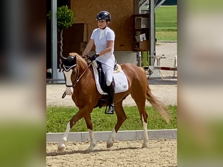 German Riding Pony Gelding 7 years 14,2 hh Chestnut-Red in Aesch (Neftenbach)