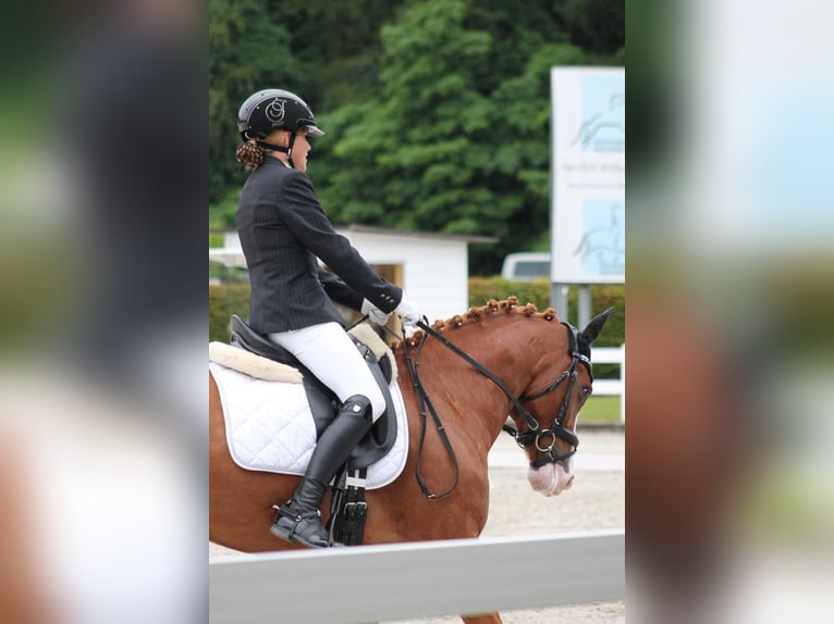 German Riding Pony Gelding 7 years 14,2 hh Chestnut-Red in Aesch (Neftenbach)