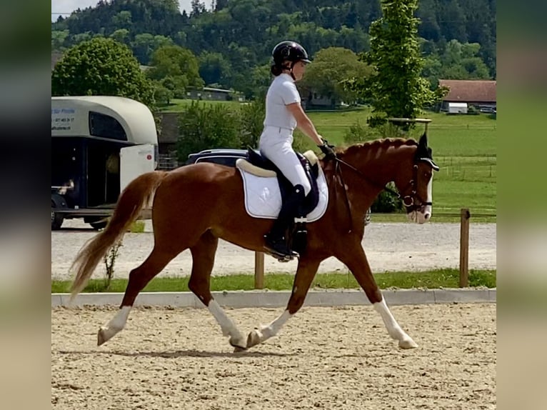 German Riding Pony Gelding 7 years 14,2 hh Chestnut-Red in Aesch (Neftenbach)