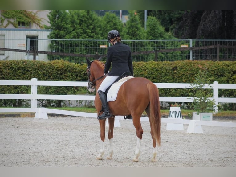 German Riding Pony Gelding 7 years 14,2 hh Chestnut-Red in Aesch (Neftenbach)