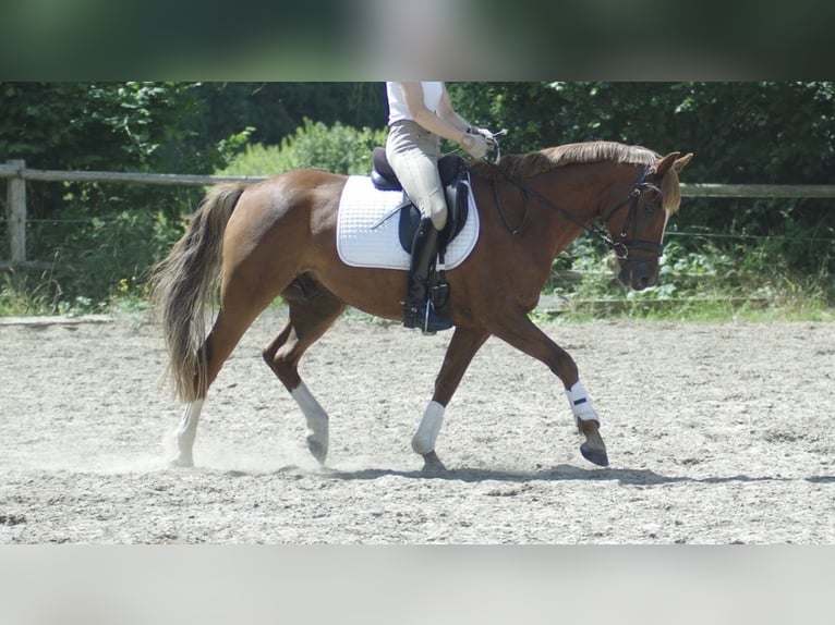 German Riding Pony Gelding 7 years 14,2 hh Chestnut-Red in Lüdersdorf