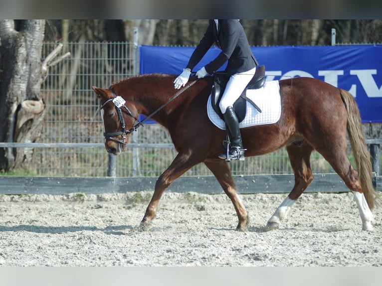 German Riding Pony Gelding 7 years 14,2 hh Chestnut-Red in Lüdersdorf