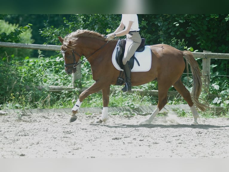 German Riding Pony Gelding 7 years 14,2 hh Chestnut-Red in Lüdersdorf