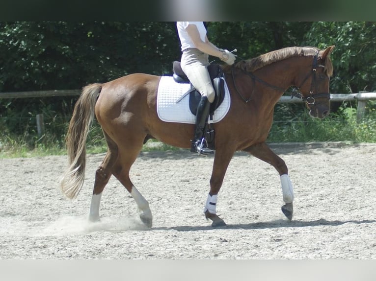 German Riding Pony Gelding 7 years 14,2 hh Chestnut-Red in Lüdersdorf