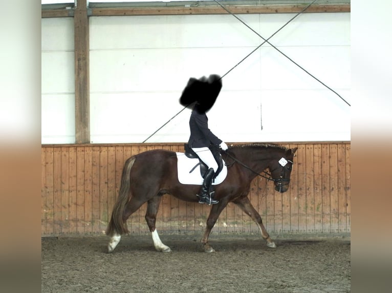 German Riding Pony Gelding 7 years 14,2 hh Chestnut-Red in Lüdersdorf