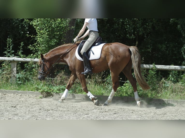 German Riding Pony Gelding 7 years 14,2 hh Chestnut-Red in Lüdersdorf