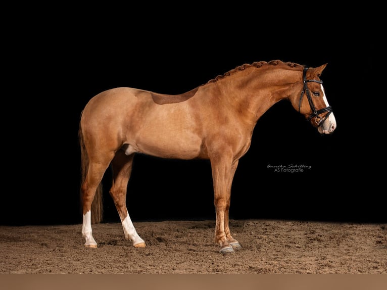 German Riding Pony Gelding 7 years 14,2 hh Chestnut-Red in Herrenberg