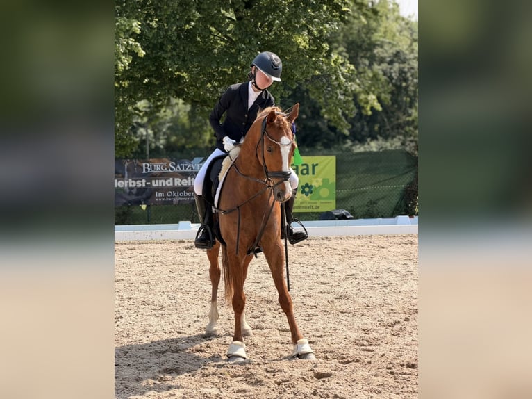 German Riding Pony Gelding 7 years 14.2 hh Chestnut-Red in Rheinbach