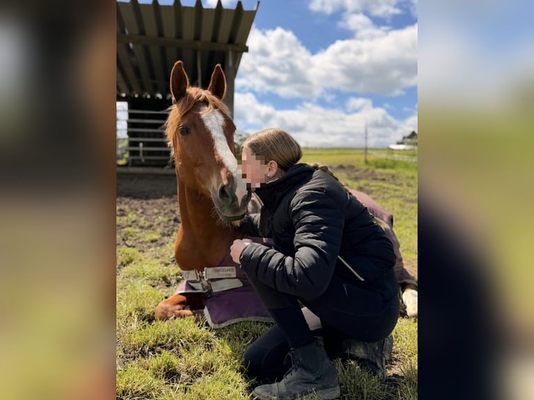 German Riding Pony Gelding 7 years 14.2 hh Chestnut-Red in Rheinbach