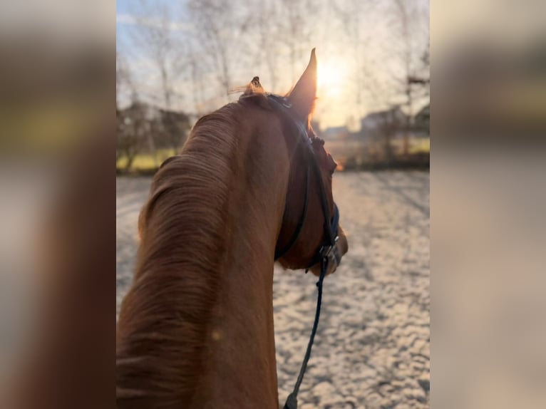 German Riding Pony Gelding 7 years 14.2 hh Chestnut-Red in Rheinbach