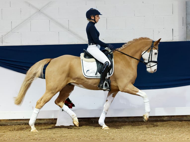 German Riding Pony Gelding 7 years 14,2 hh Chestnut-Red in Marsberg