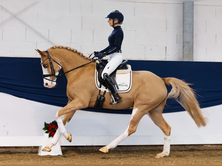 German Riding Pony Gelding 7 years 14,2 hh Chestnut-Red in Marsberg