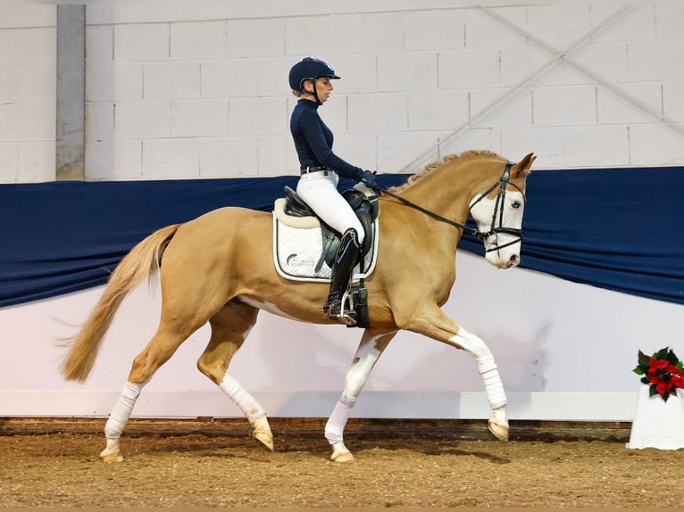 German Riding Pony Gelding 7 years 14,2 hh Chestnut-Red in Marsberg