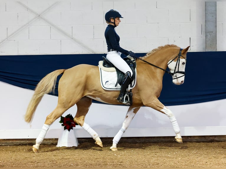 German Riding Pony Gelding 7 years 14,2 hh Chestnut-Red in Marsberg