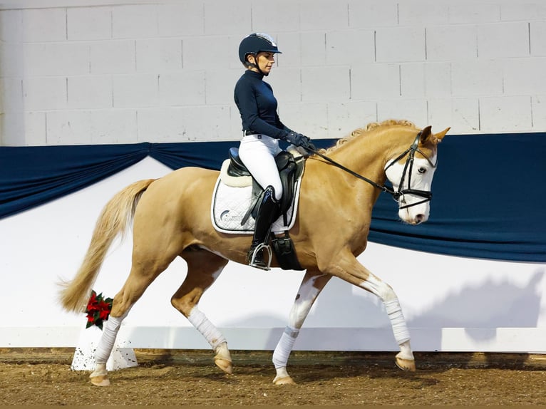 German Riding Pony Gelding 7 years 14,2 hh Chestnut-Red in Marsberg